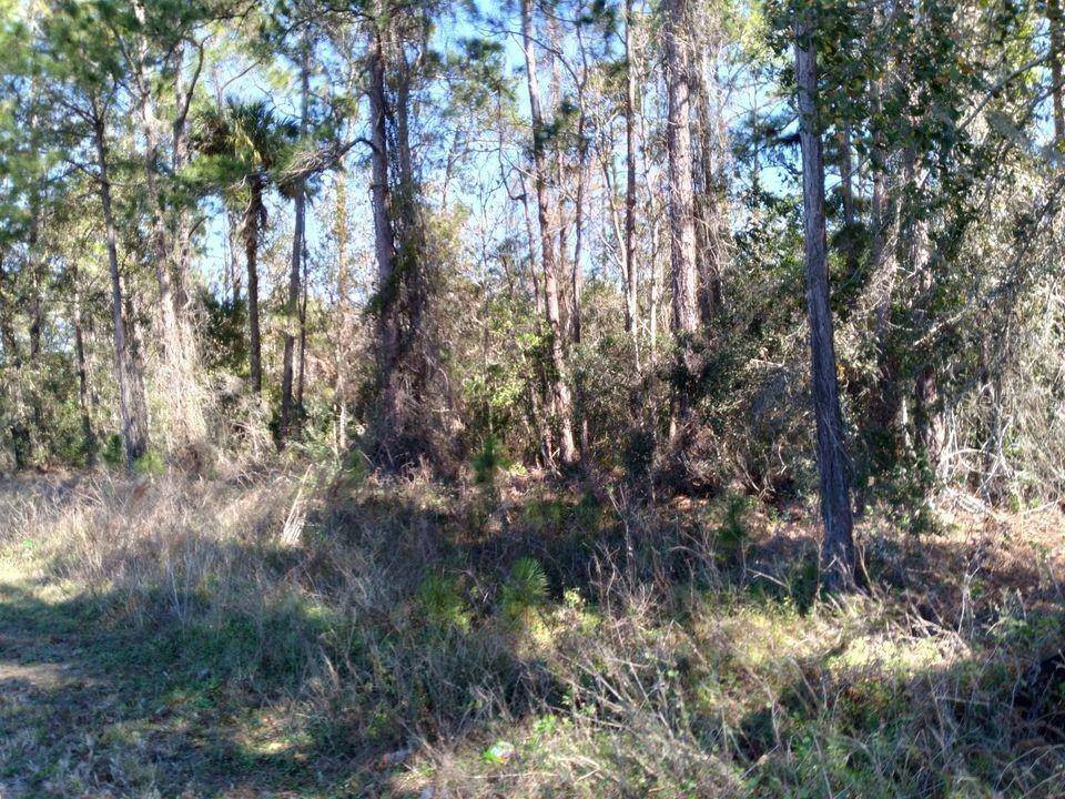 EVANS RD, Polk City, FL 33868