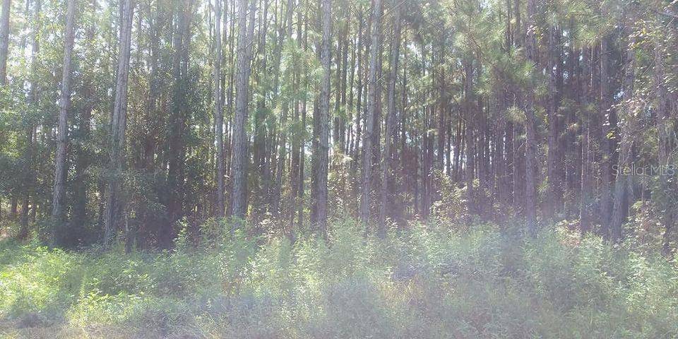MT TABOR RD, Lakeland, FL 33810