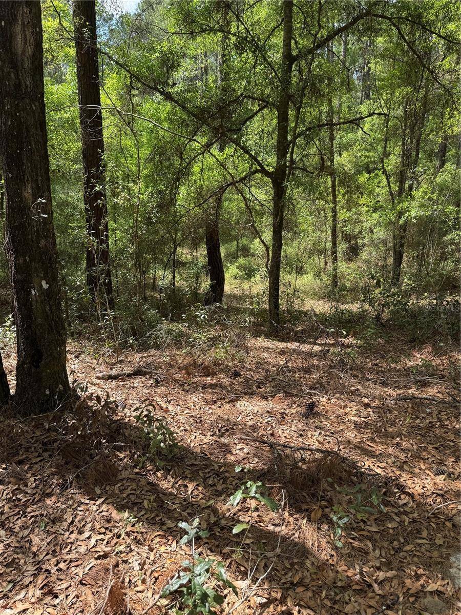 455 E AVONDALE DR, Dunnellon, FL 34434