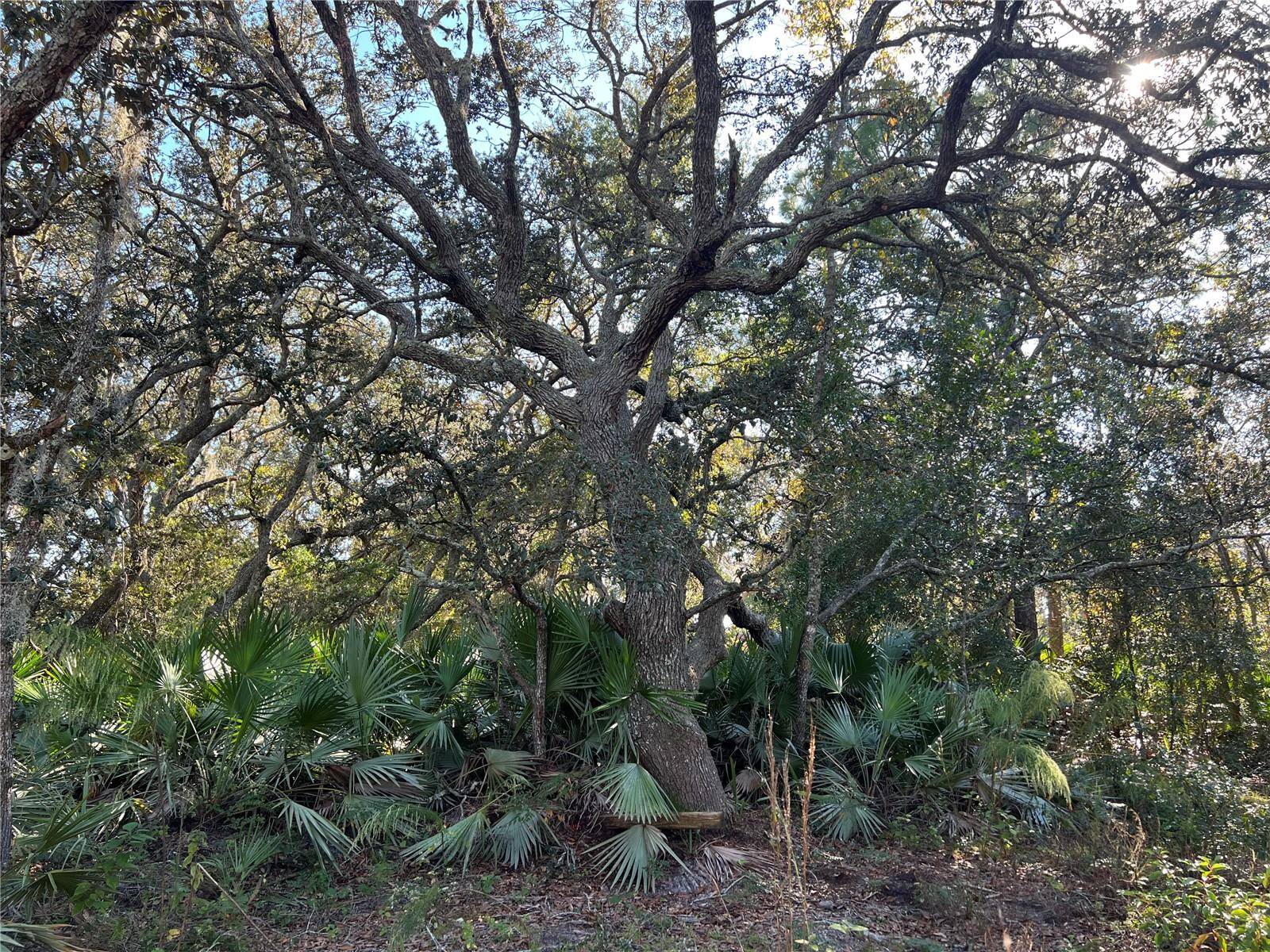 SUNRISE BLVD, Mount Dora, FL 32757