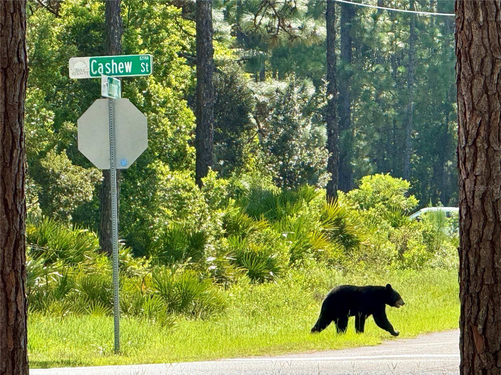 CASHEW ST, Eustis, FL 32736
