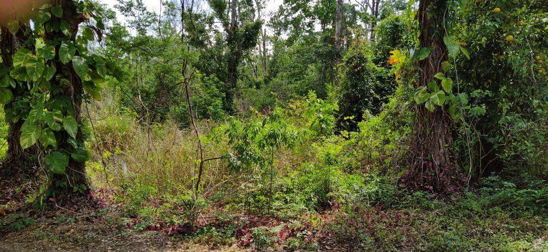 MARJORIE BLVD, Longwood, FL 32750