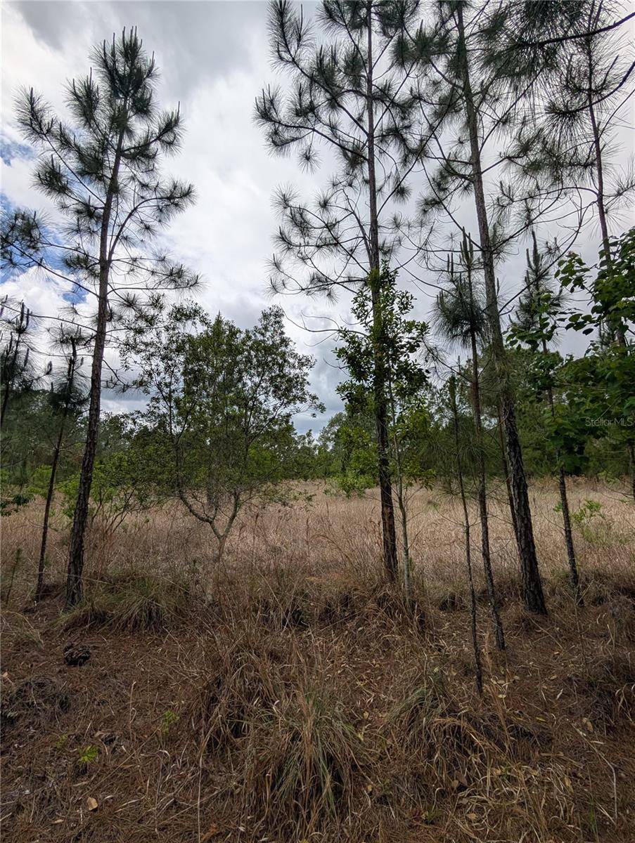 38521 ILEX TRL, Eustis, FL 32736