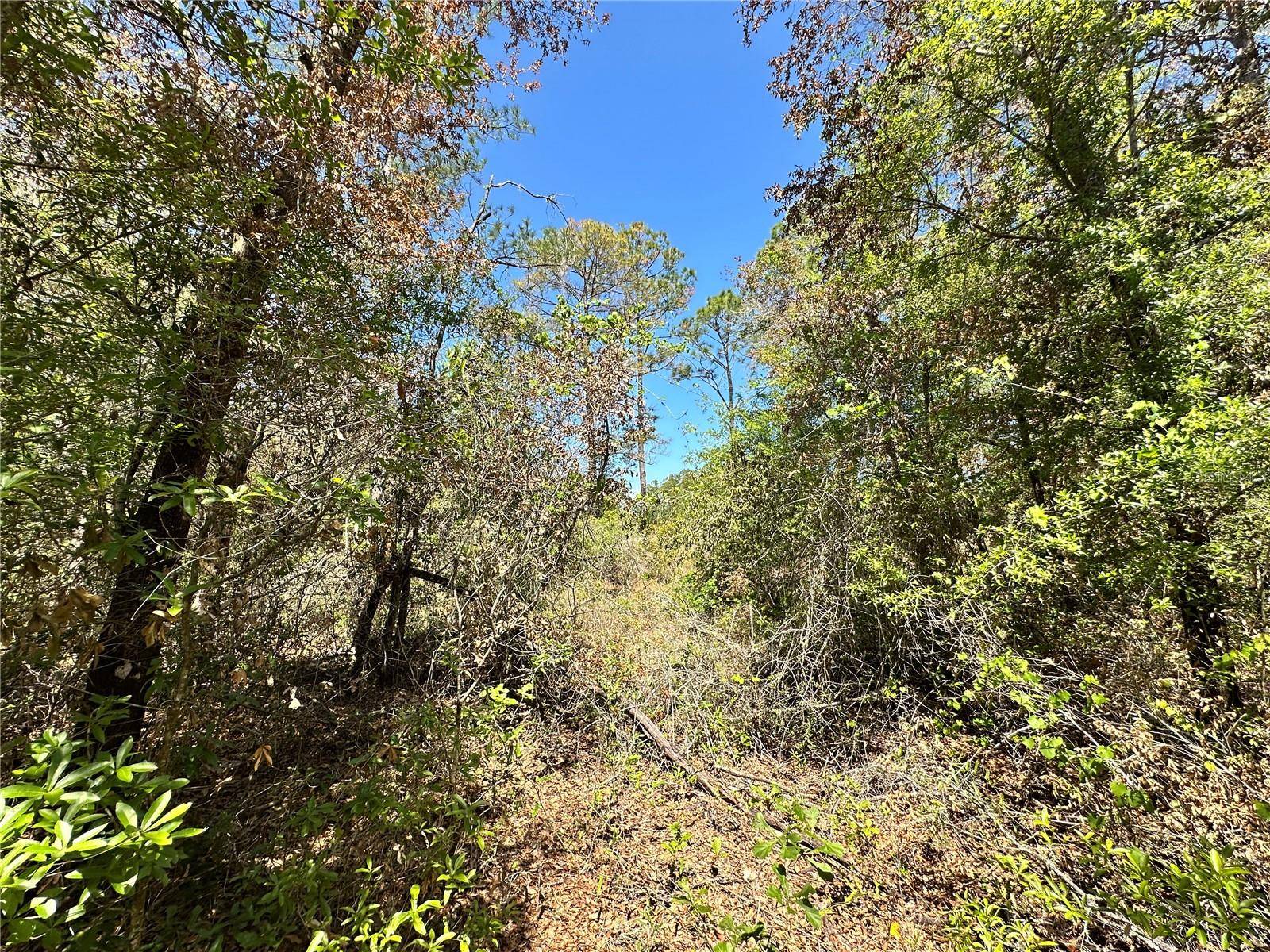 TBD NE 128TH LN, Bronson, FL 32621