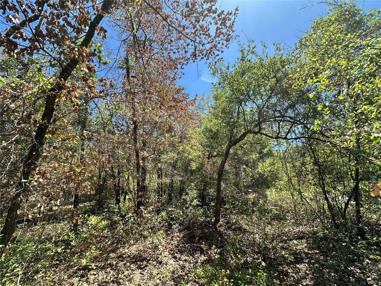 TBD NE 128TH LN, Bronson, FL 32621