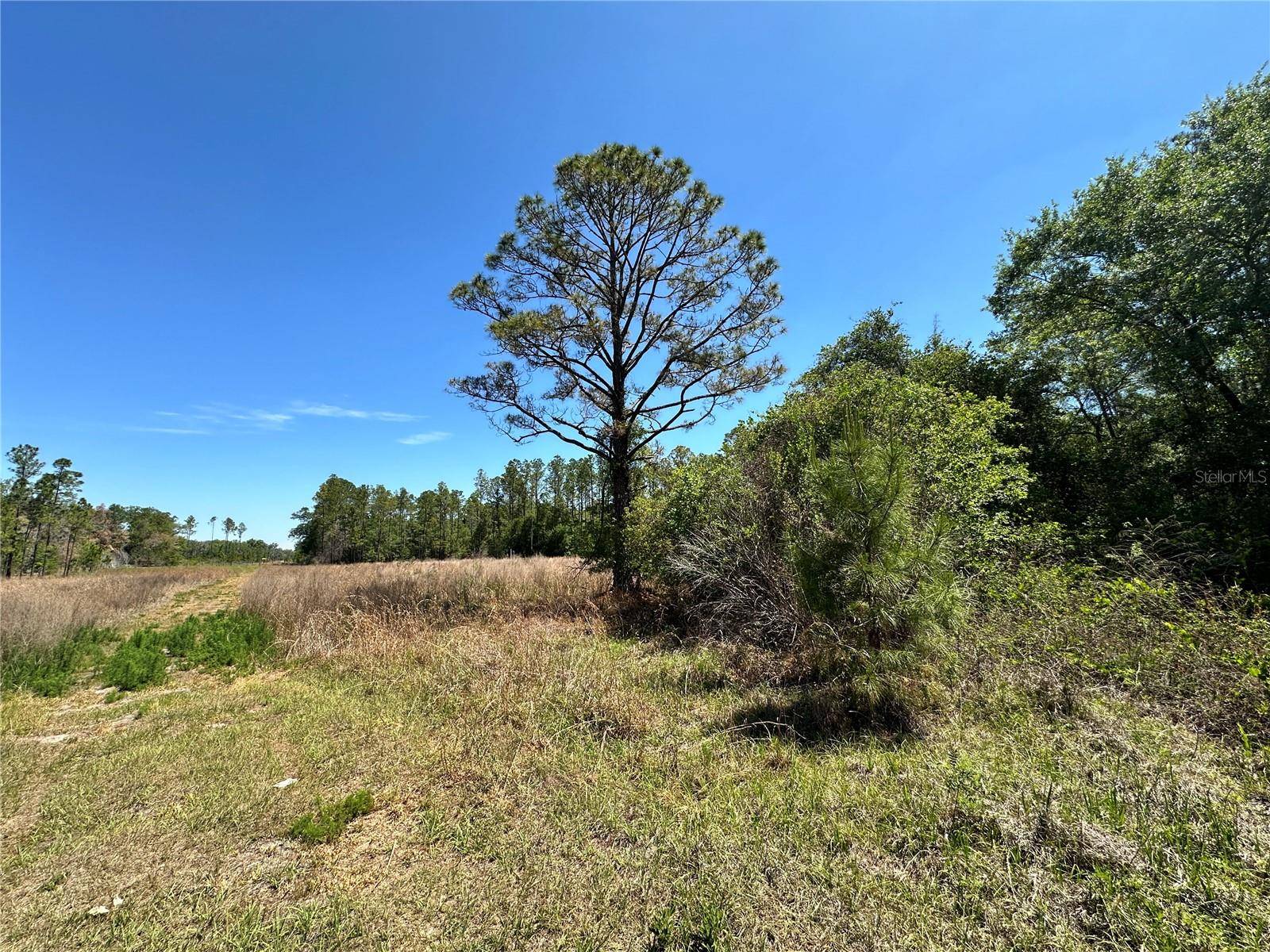 TBD NE 128TH LN, Bronson, FL 32621