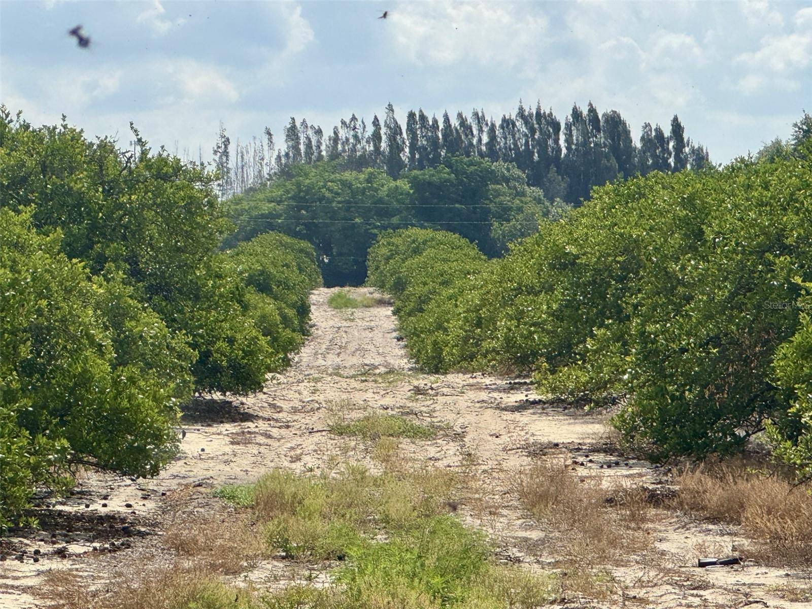 CROOKED LAKE DR N, Babson Park, FL 33827