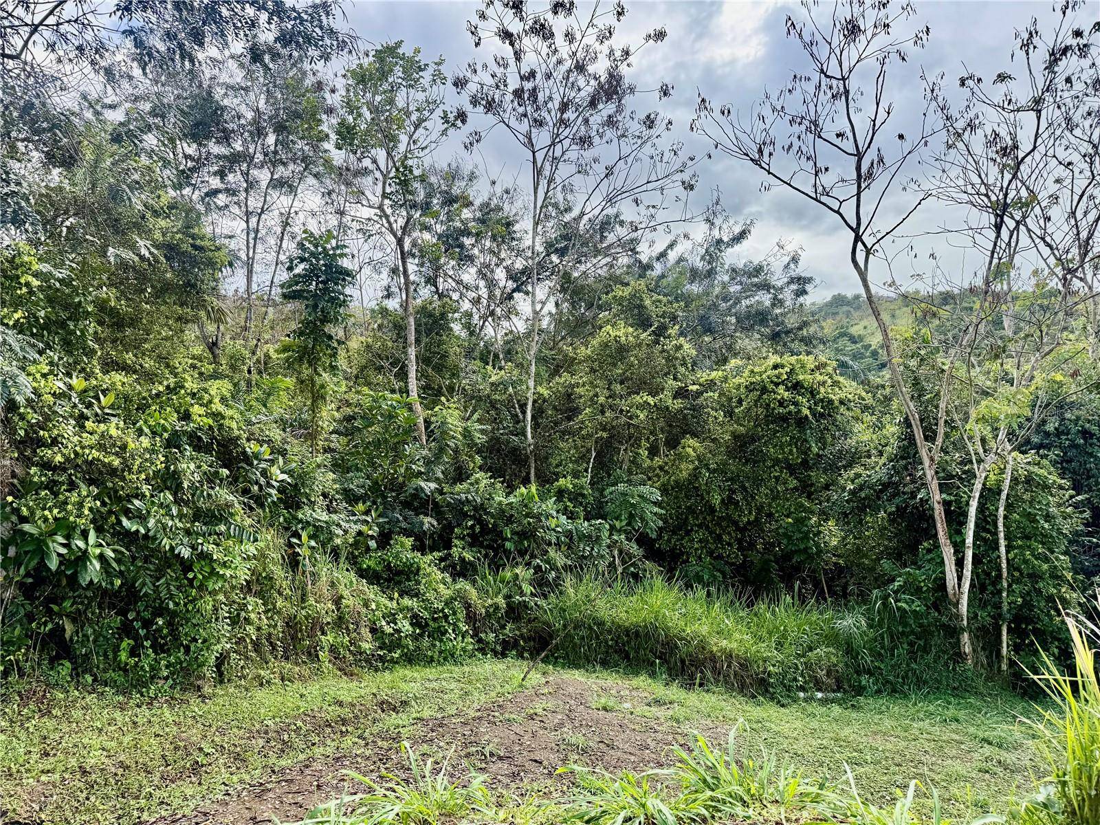 BO RINCÓN LOMAS, Cayey, PR 00736