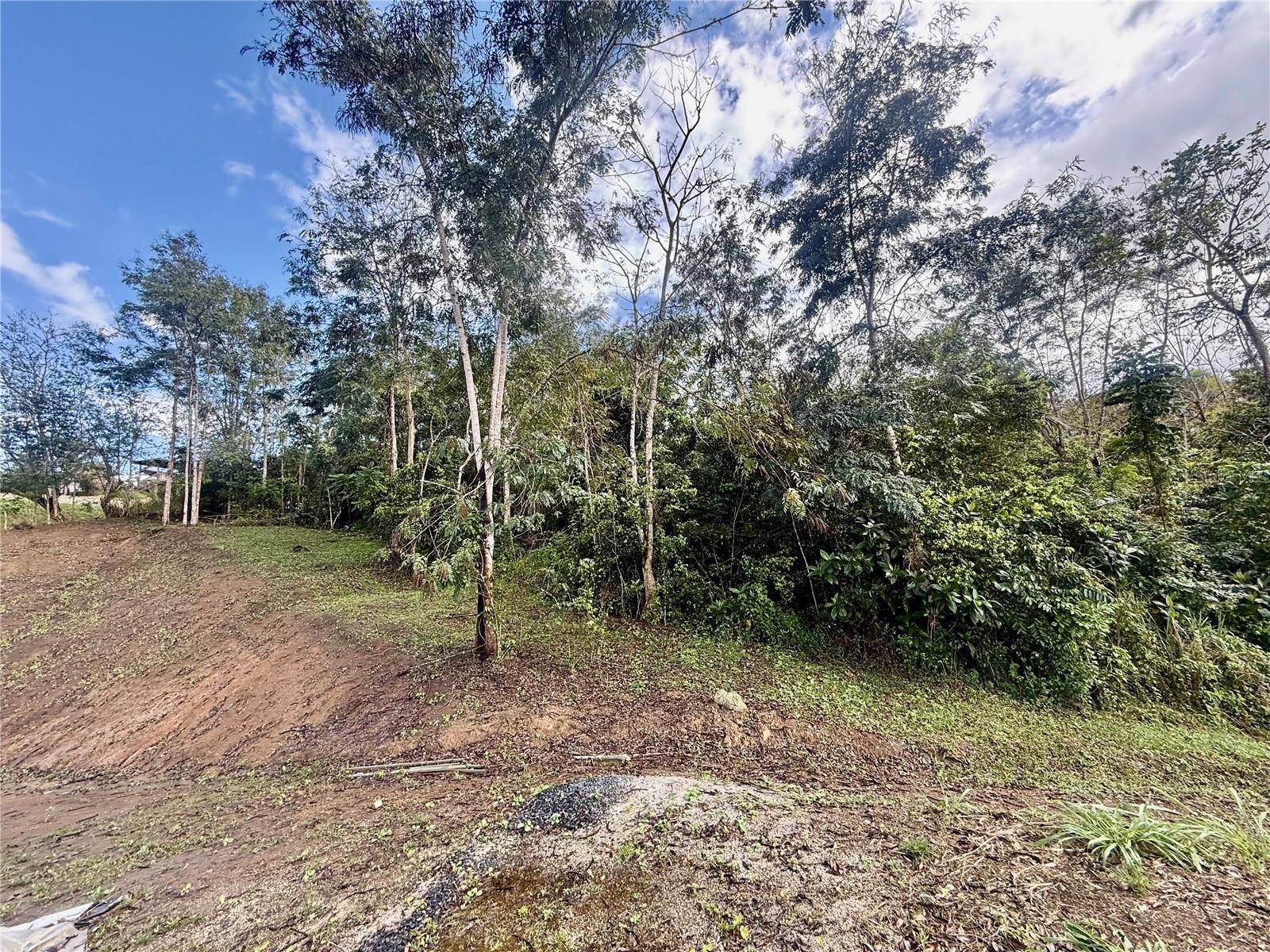 BO RINCÓN LOMAS, Cayey, PR 00736