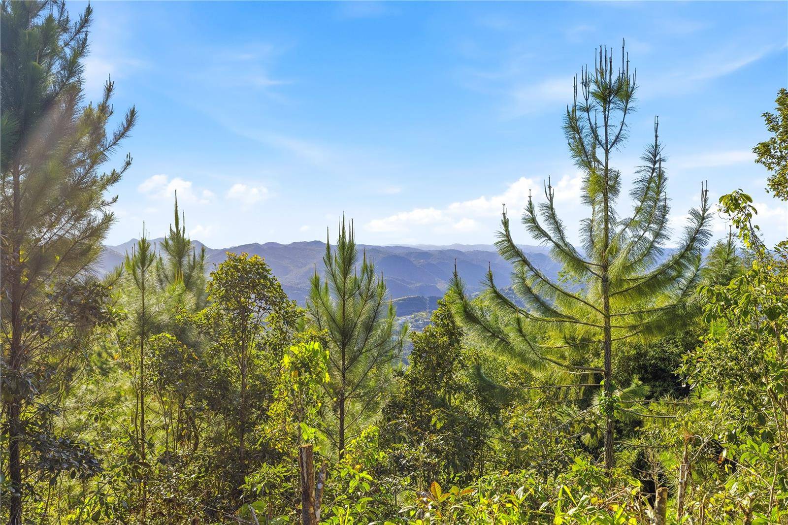 RD15 KM20.6 BO. QUEBRADA ARRIBA, Cayey, PR 00736