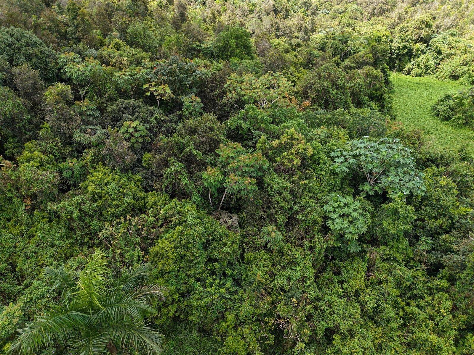 PR 7718 KM 3.6 PASTO WARD, Aibonito, PR 00705