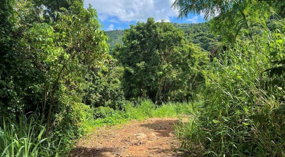 LAS LOMAS, Canovanas, PR 00729