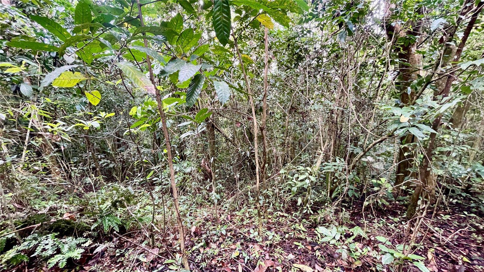 718 BO. PASTO RD, Aibonito, PR 00705
