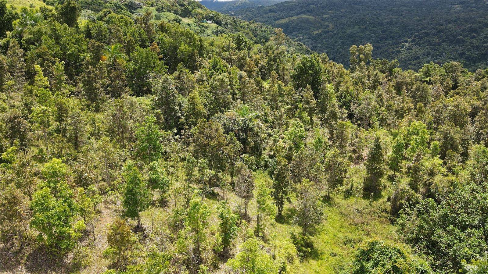 185 Km. 5.8 BO CAMPO RICO SECTOR PENIEL, Canovanas, PR 00729