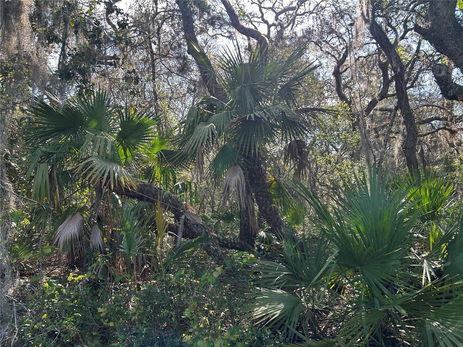 COUNTY ROAD 445A, Astor, FL 32102