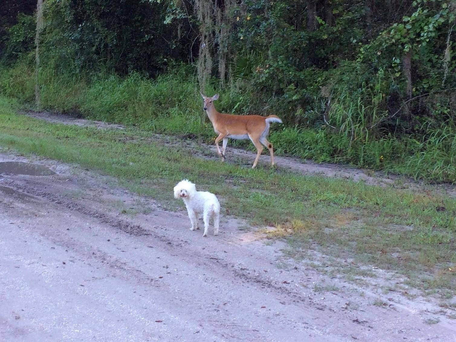 16145 SNOW MEMORIAL HWY, Brooksville, FL 34601