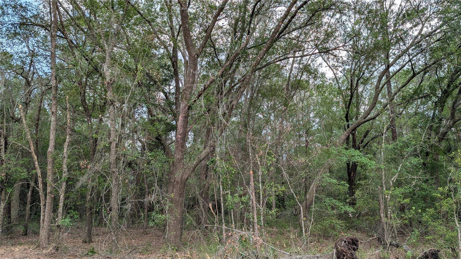 TBD NE 108TH PL, Waldo, FL 32694