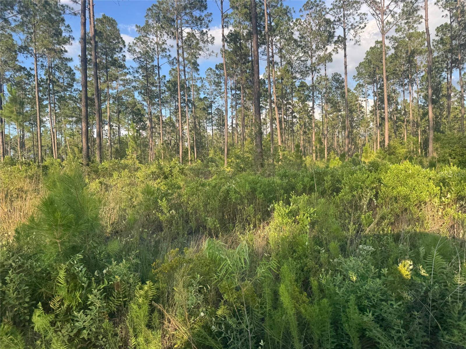 TBD NW CR 235, Lake Butler, FL 32054