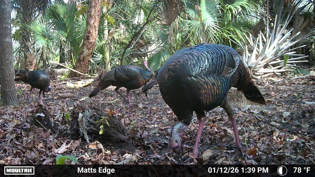 VOLCO RD, Edgewater, FL 32141