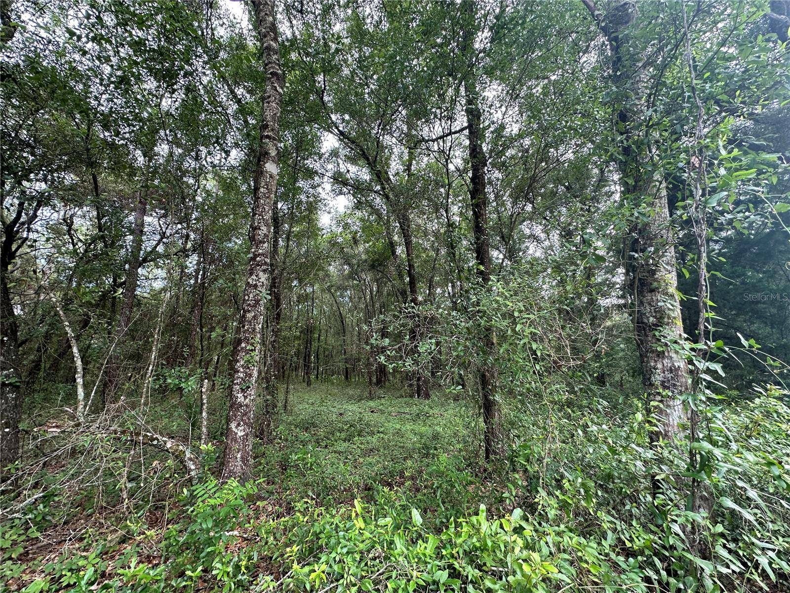 TBD NE 65TH LN, Bronson, FL 32621