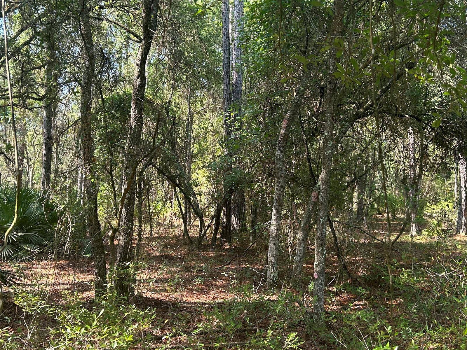 709 GEORGETOWN DENVER RD, Crescent City, FL 32112