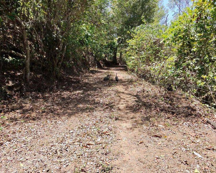 HACIENDA DE CIDRA, RABANAL PARCELA #32, Cidra, PR 00739