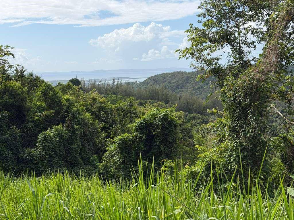RD 978 KM 2.7 CHUPACALLOS WD, Ceiba, PR 00735