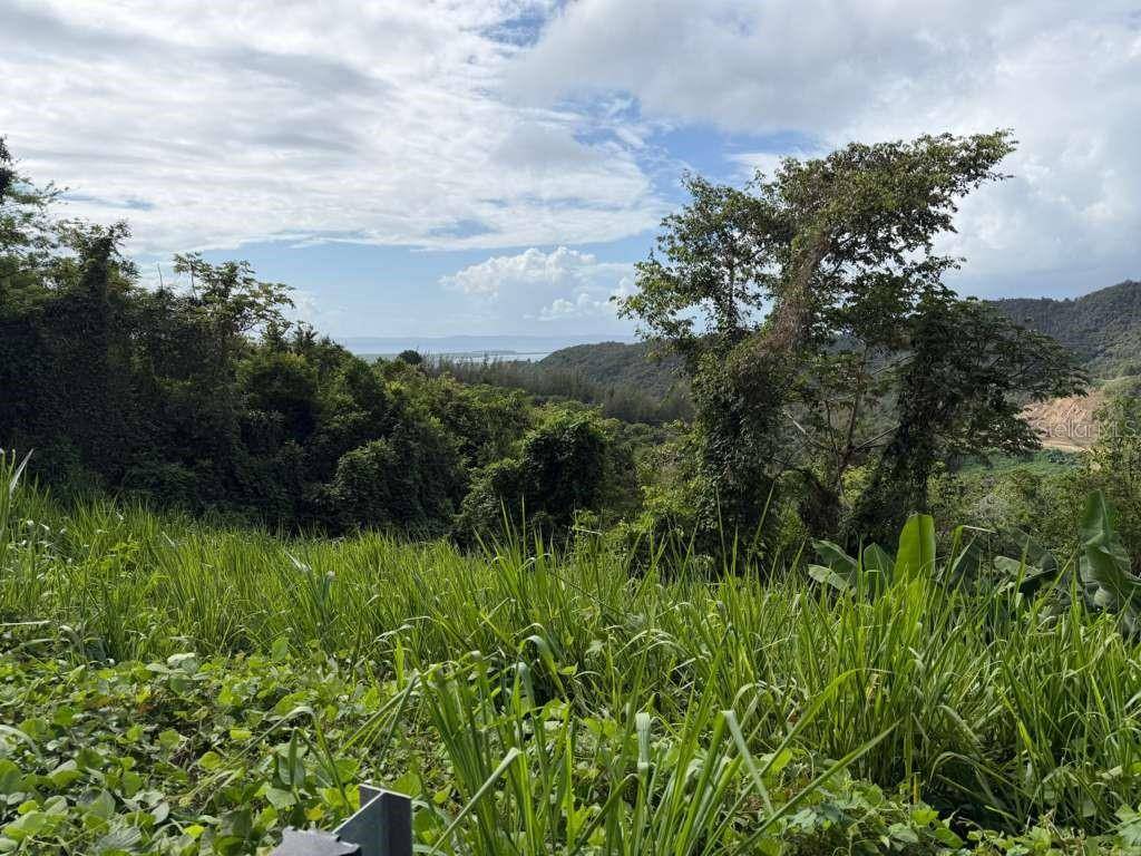 RD 978 KM 2.7 CHUPACALLOS WD, Ceiba, PR 00735