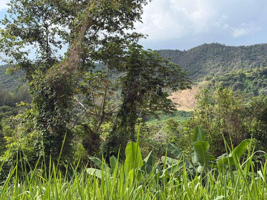 RD 978 KM 2.7 CHUPACALLOS WD, Ceiba, PR 00735