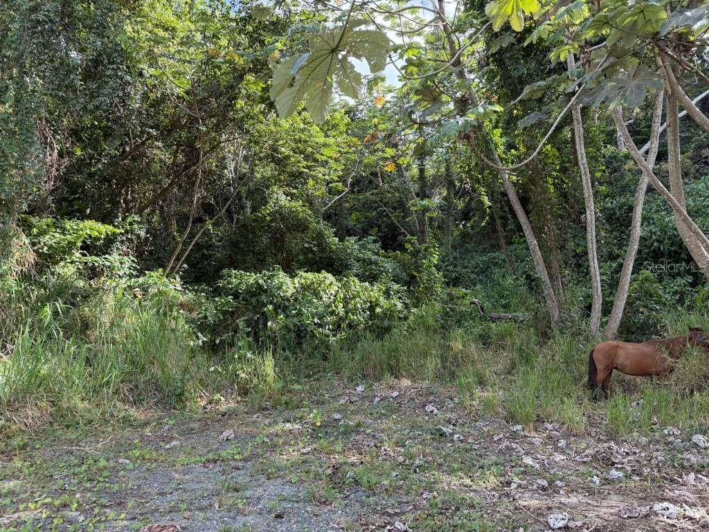 RD 978 KM 2.7 CHUPACALLOS WD, Ceiba, PR 00735
