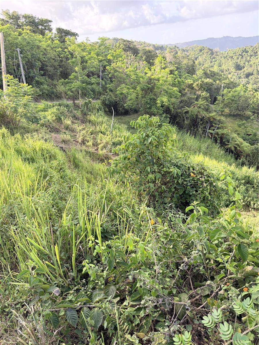 PR 785 KM 2.0 #4, Caguas, PR 00727