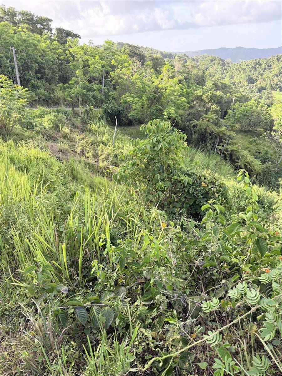 PR 785 KM 2.0 #4, Caguas, PR 00727
