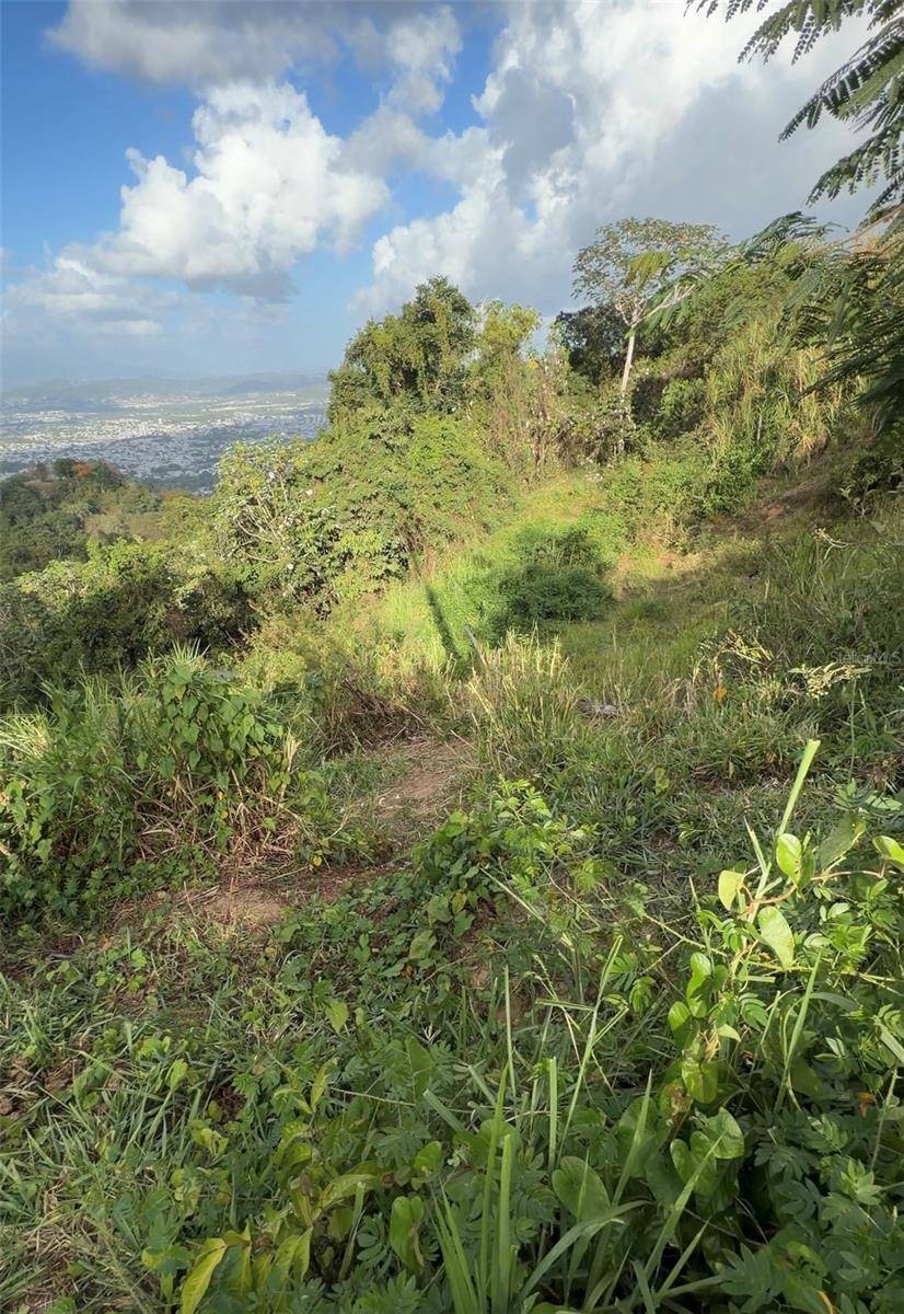 PR 785 KM 2.0 #4, Caguas, PR 00727