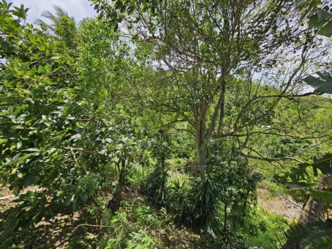 7730 km02 HONDURAS, Cidra, PR 00739