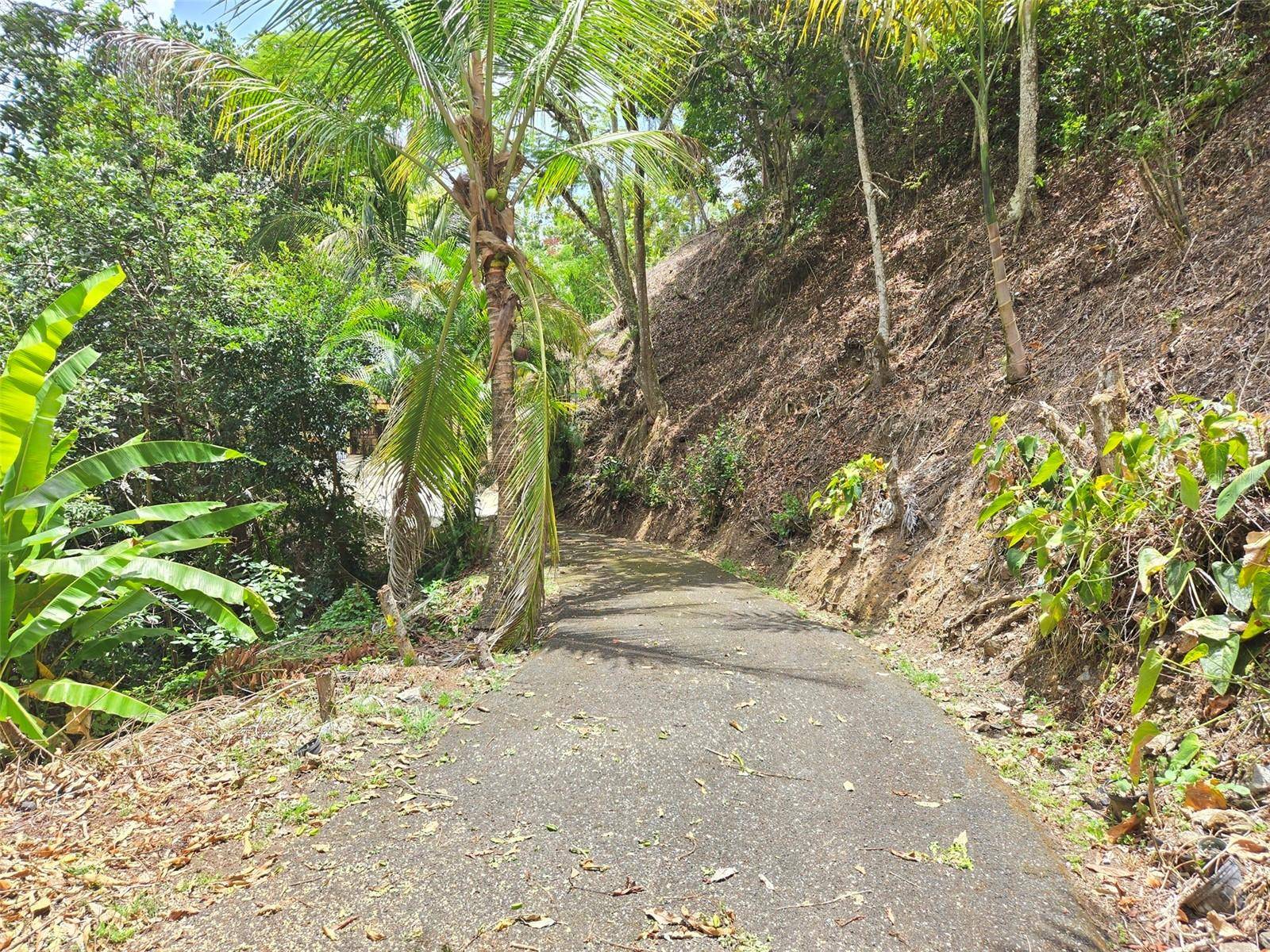 PR 156 KM. 23.9 RIO HONDO WARD, Comerio, PR 00782