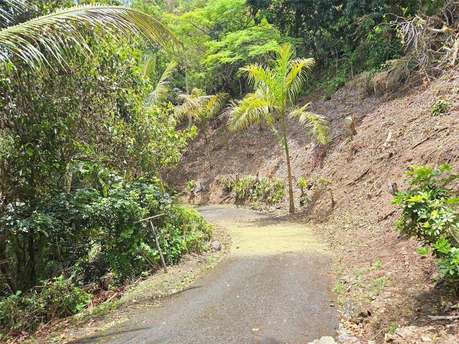 PR 156 KM. 23.9 RIO HONDO WARD, Comerio, PR 00782