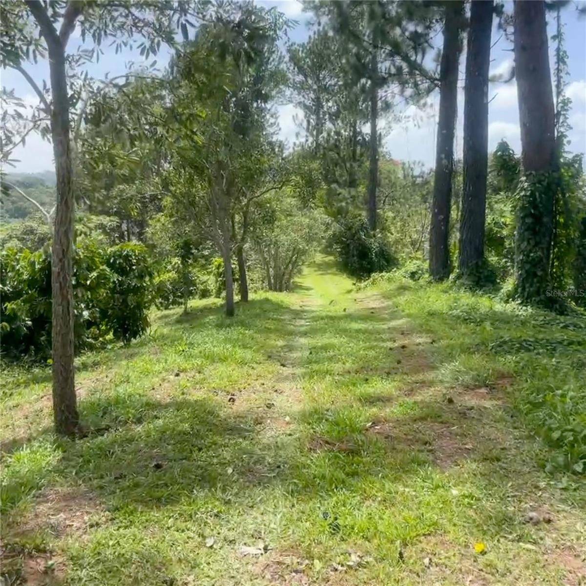 SOLAR 37 BO FRONTON, Ciales, PR 00638