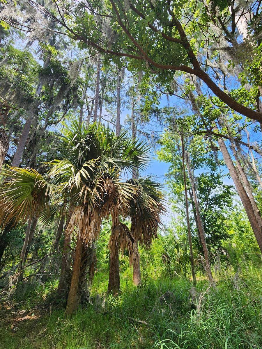 ARROWHEAD BLVD, Winter Garden, FL 34787