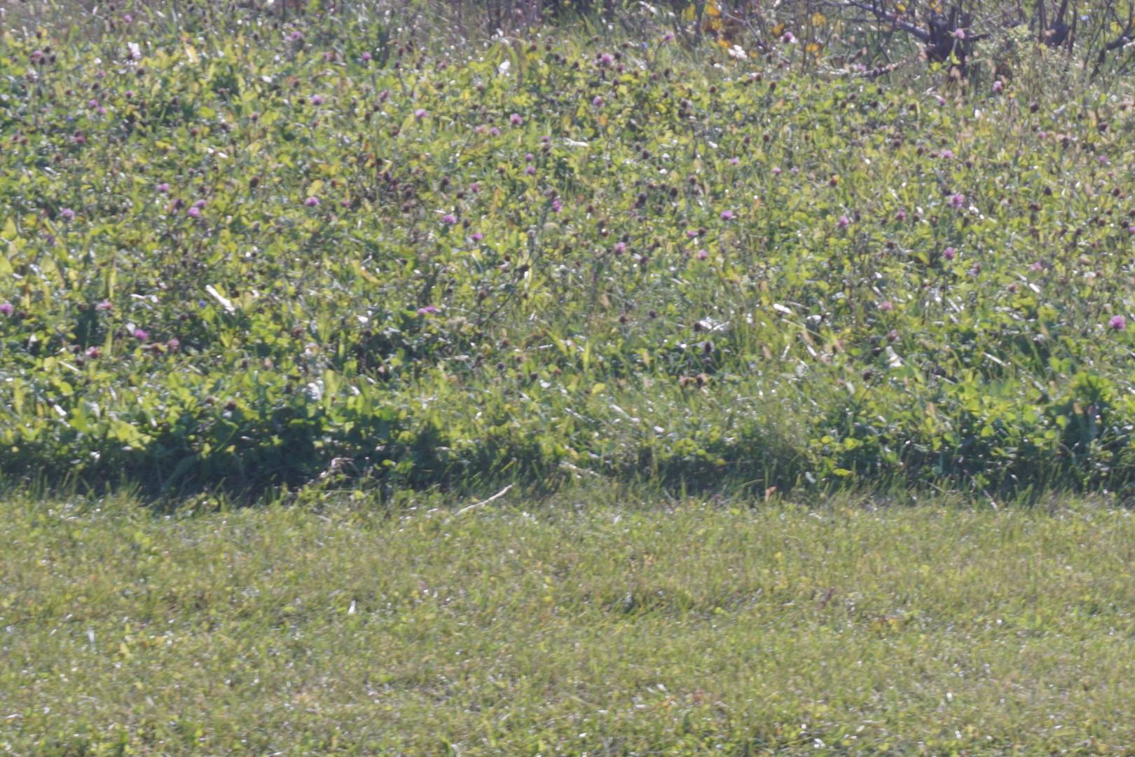 Lot3 S Rt 52 RD, Manhattan, IL 60442