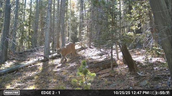 Lot 3427 Grojean DR, Fort Garland, CO 81133