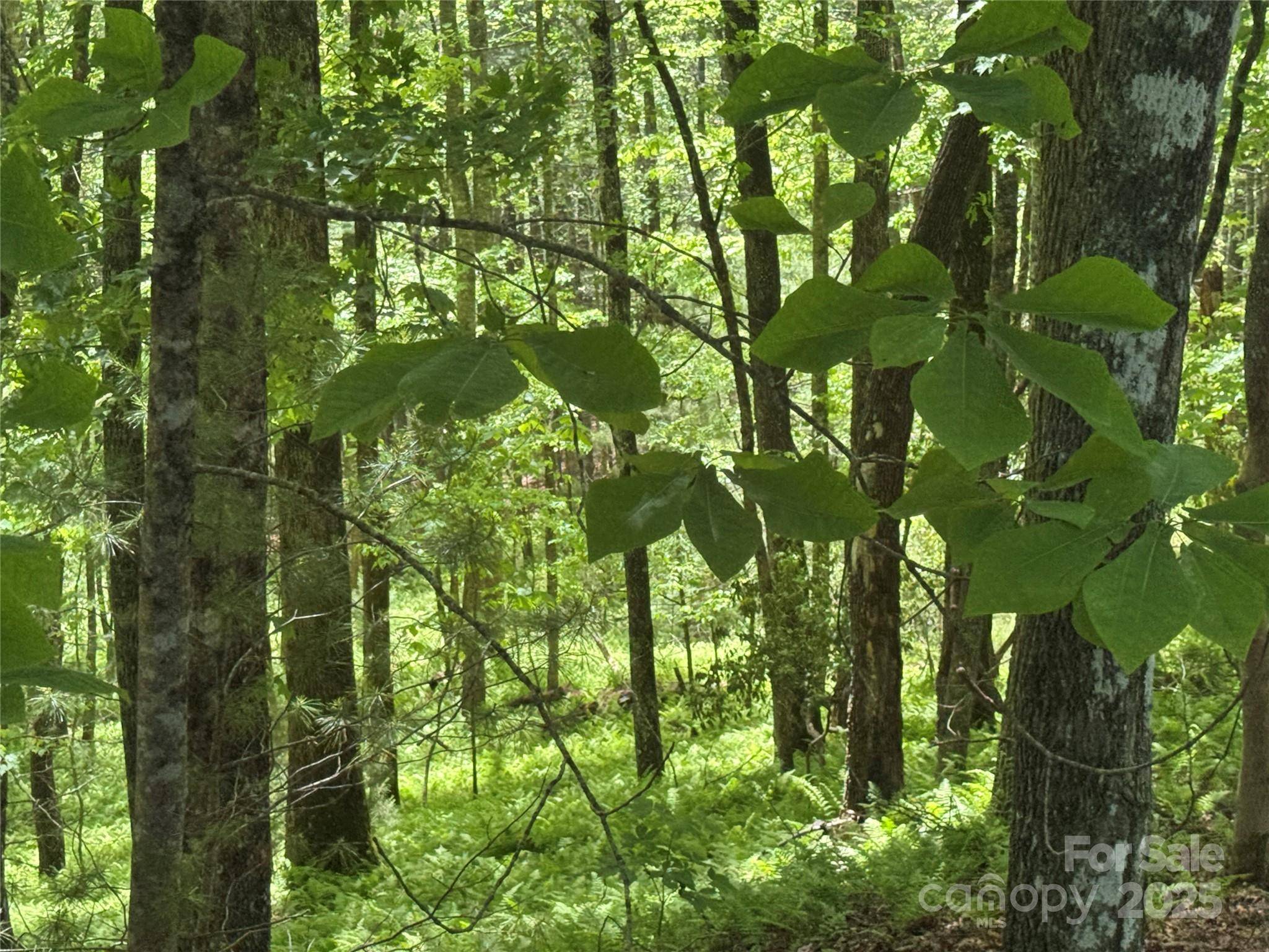 9999 Sassafras RD #4, Cedar Mountain, NC 28718