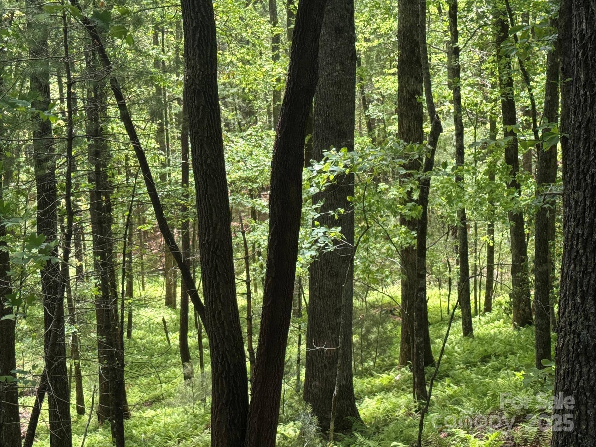 9999 Sassafras RD #4, Cedar Mountain, NC 28718