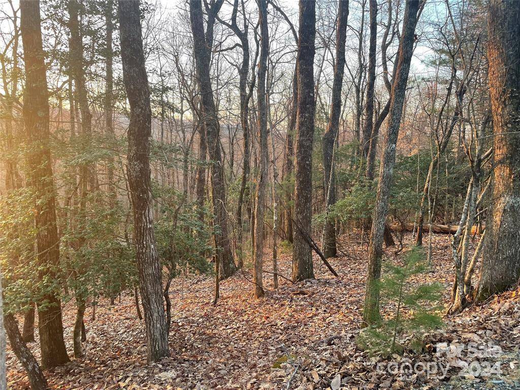 TBD Connestee TRL, Brevard, NC 28712