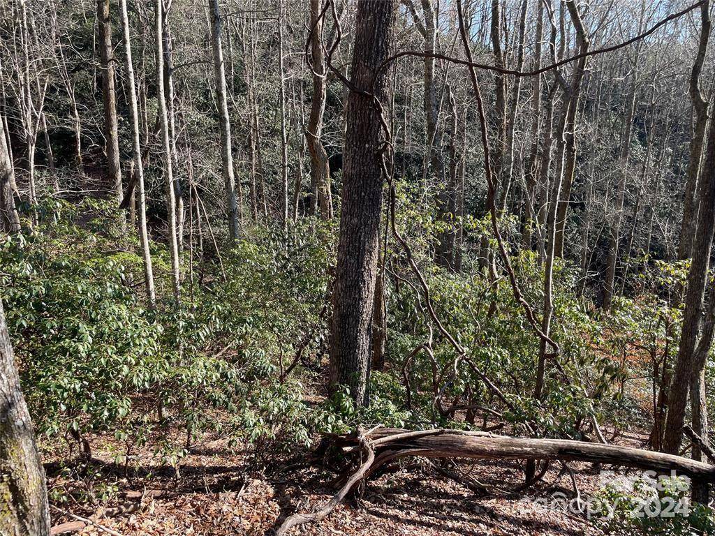 TBD Tsuganawvi CT, Brevard, NC 28712