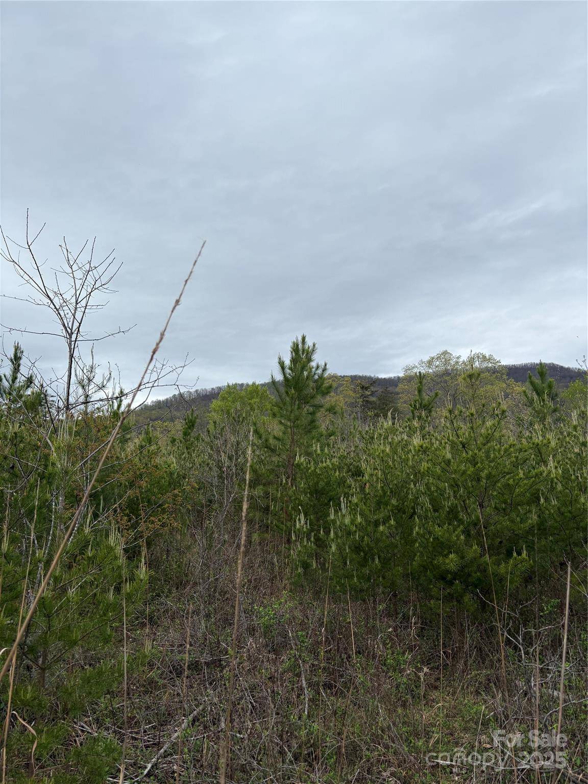 0 Rose Hollow DR #Tract 1, Mill Spring, NC 28756