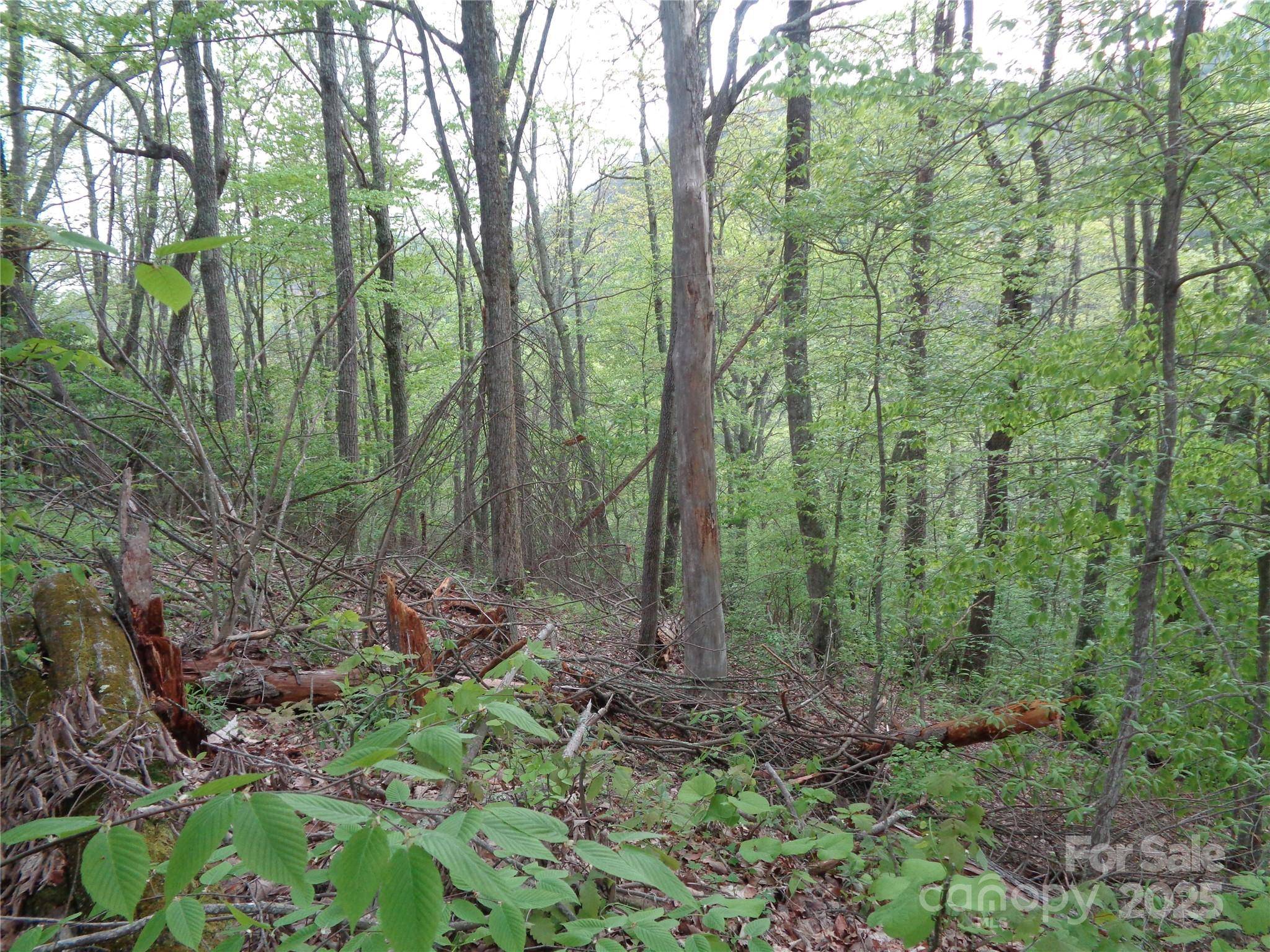 00 Promiseland RD, Canton, NC 28716