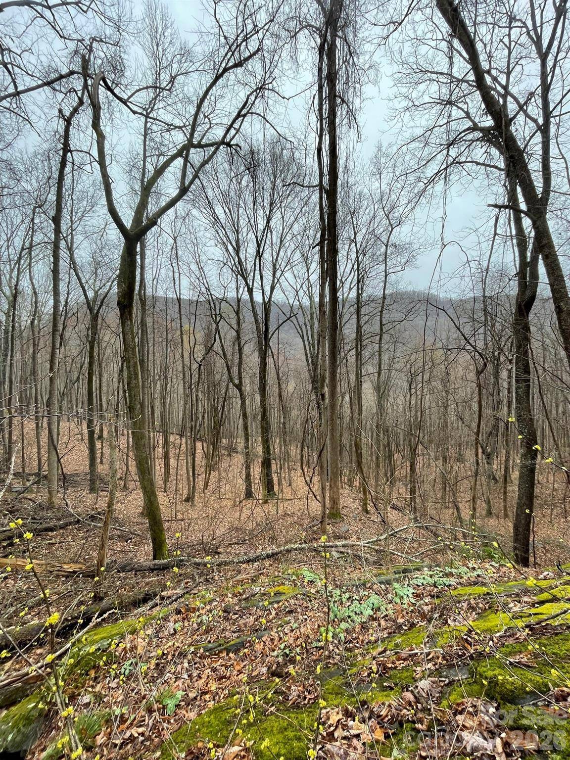 42.16 ACS GREEN RIVER COVE RD #42.162 AC., Saluda, NC 28773