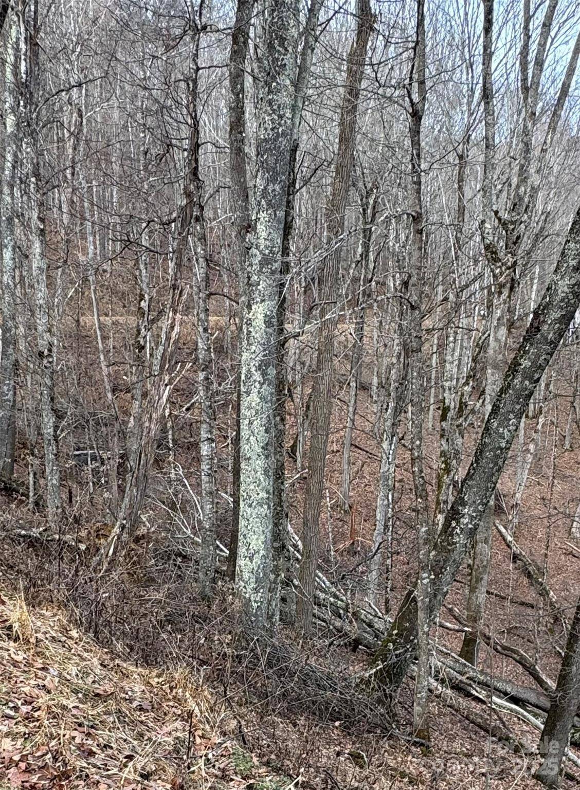 00 Spring Brook DR #314, Mars Hill, NC 28754