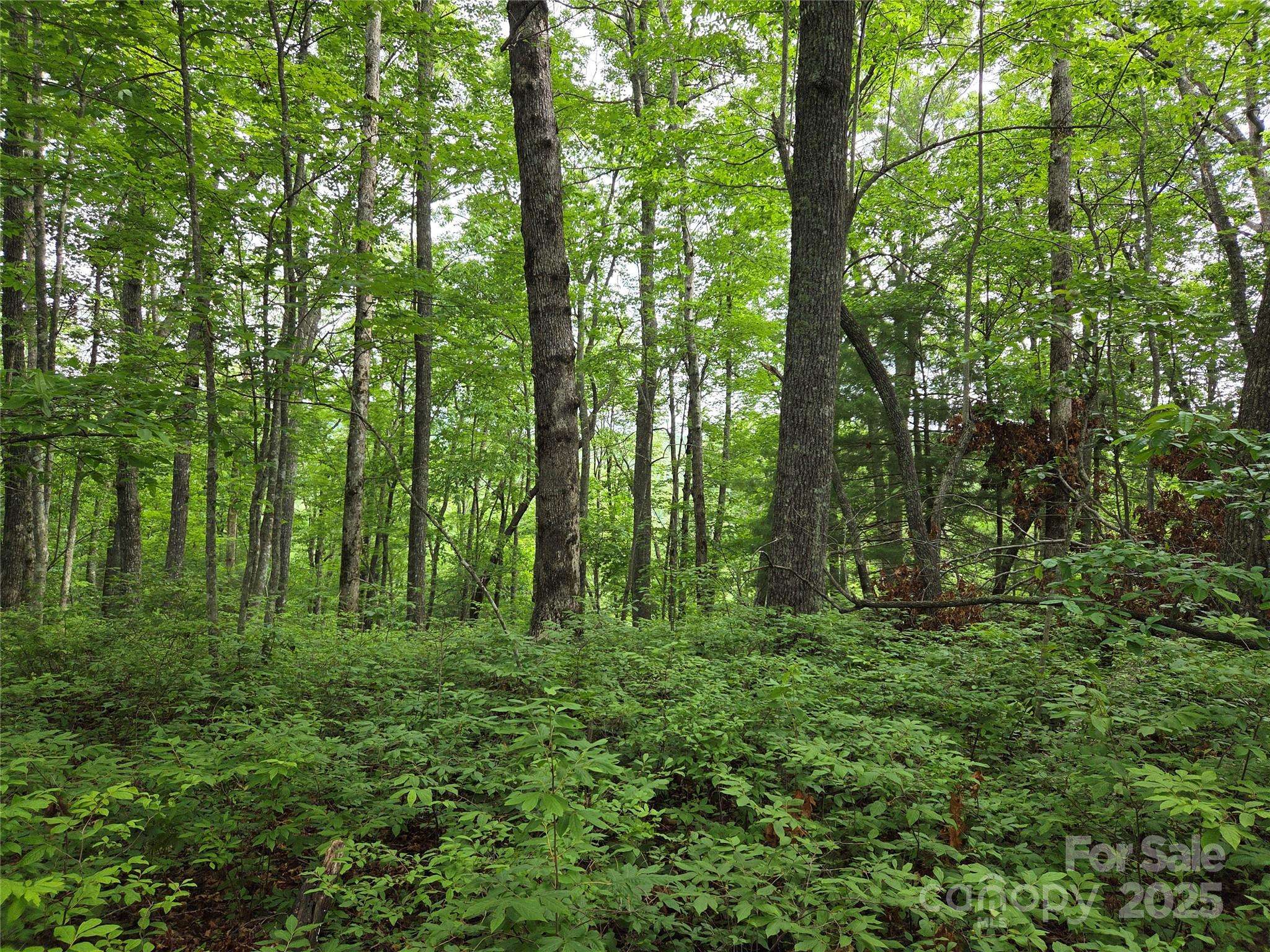 TBD Cedar LN, Brevard, NC 28712