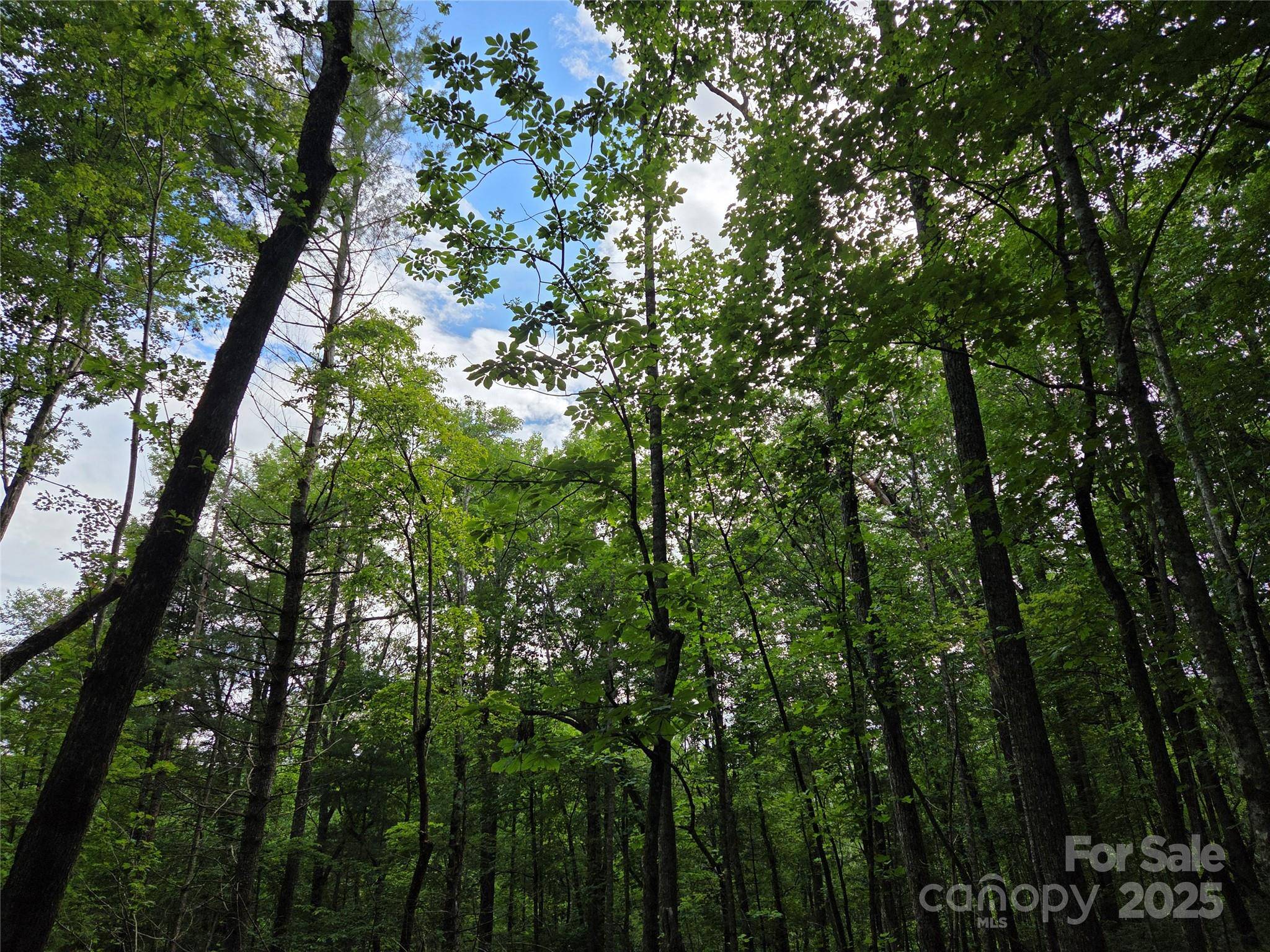 TBD Cedar LN, Brevard, NC 28712
